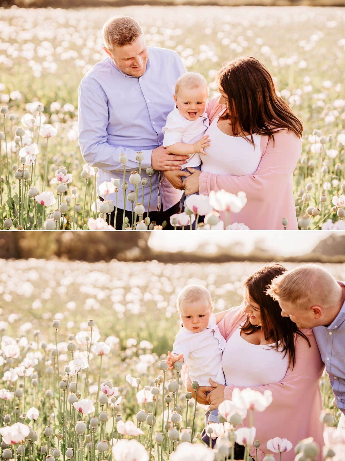 family photos in poppy fields